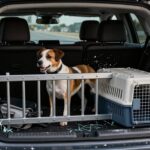 Are Dog Car Barriers Safe in a Crash? What They Can and Can’t Stop