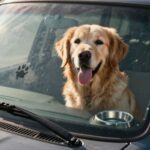 What Temperature Is Too Hot for a Dog in a Car? The Danger Zone